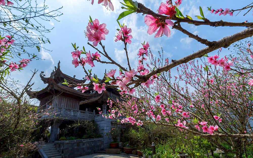 Spring brings a rosy glow as cherry blossoms bloom in full splendor